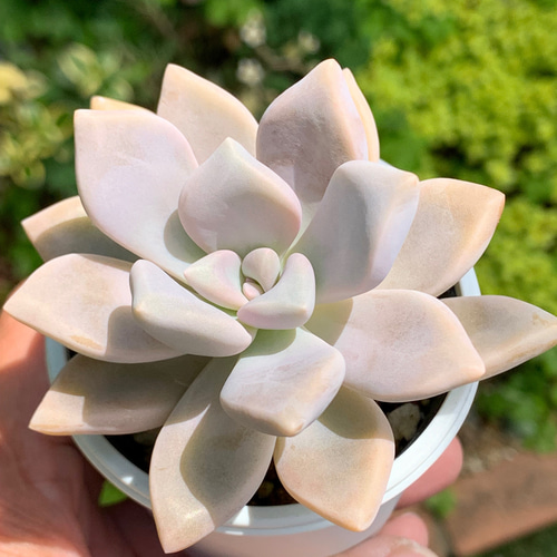 ☆淡雪 多肉植物 自家栽培 国産 多肉植物 美✴︎taniku 通販 13908300