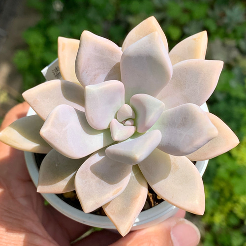 ☆淡雪 多肉植物 自家栽培 国産 多肉植物 美✴︎taniku 通販 13908300