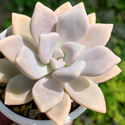 多肉植物　淡雪綴化（ツヅリカ） 多肉植物ミックス足つき鉢A | 京都 おむろ YUUKIESGARDEN(ゆうき