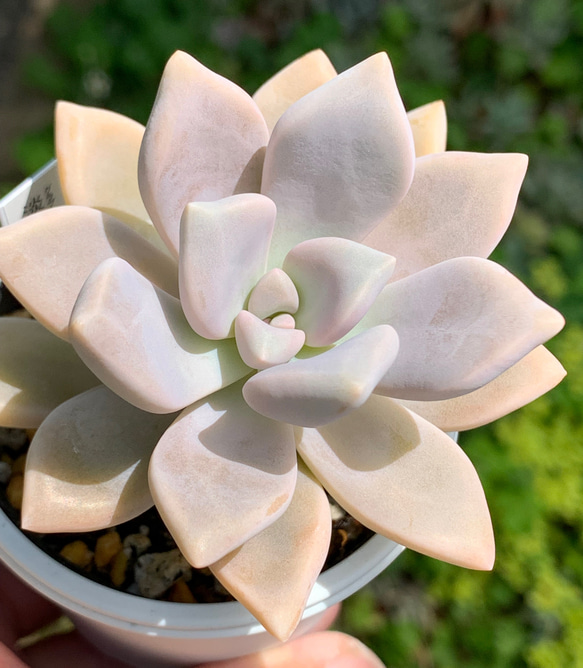 ☆淡雪 多肉植物 自家栽培 国産 多肉植物 美✴︎taniku 通販 13908300