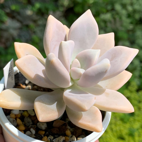 ☆淡雪 多肉植物 自家栽培 国産 多肉植物 美✴︎taniku 通販