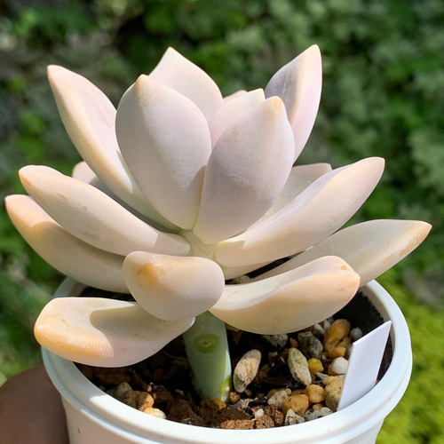 多肉植物。 淡雪。 群生 1_ac10da9b8a6337f0a891e4b96432