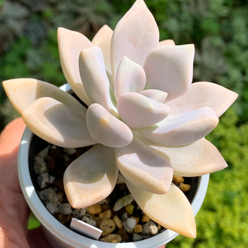 多肉植物　淡雪綴化（ツヅリカ） ☆淡雪 多肉植物 自家栽培 国産 多肉植物 美✴︎taniku 通販 13908300