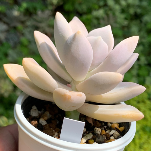 ☆淡雪 多肉植物 自家栽培 国産 多肉植物 美✴︎taniku 通販 13908300