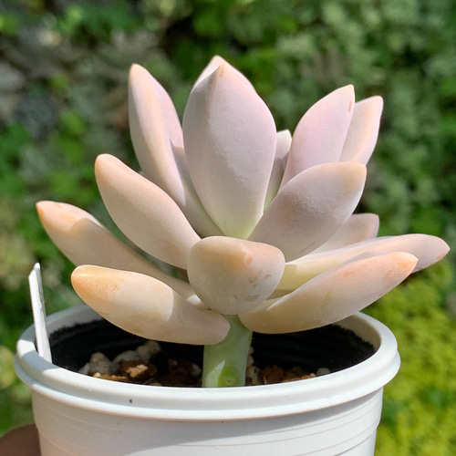 ☆淡雪 多肉植物 自家栽培 国産 多肉植物 美✴︎taniku 通販 13908300