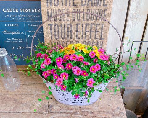 現品♡【カリブラコアミックス寄せ植え】ナチュラルガーデニング