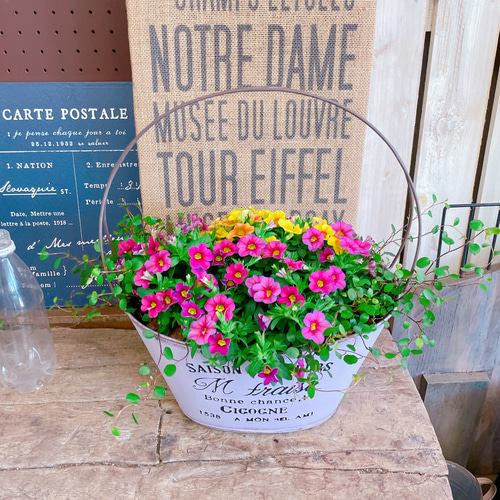 現品♡【カリブラコアミックス寄せ植え】ナチュラルガーデニング