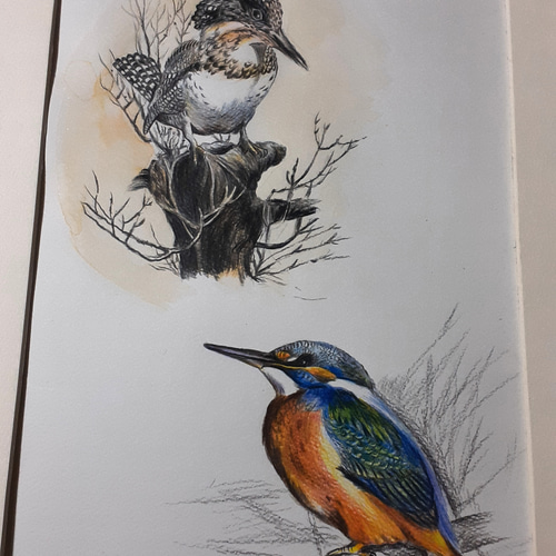 色鉛筆画 ヤマセミとカワセミ 絵画 makochin 通販 13908869｜Creema