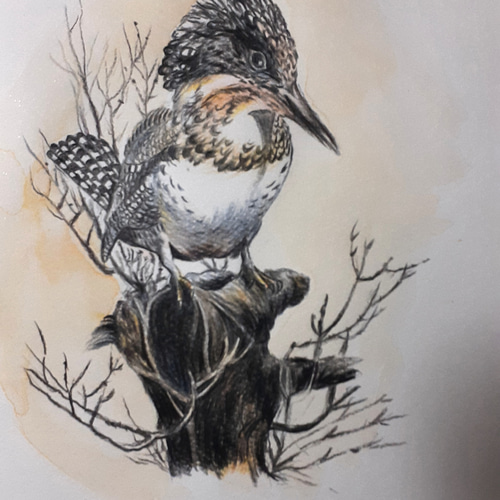 色鉛筆画 ヤマセミとカワセミ 絵画 makochin 通販 13908869｜Creema