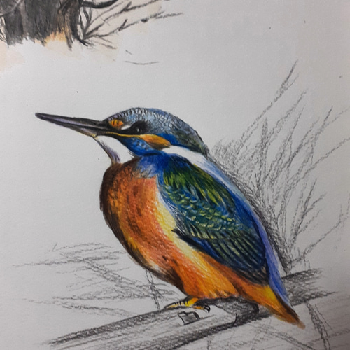 色鉛筆画 ヤマセミとカワセミ 絵画 makochin 通販 13908869｜Creema