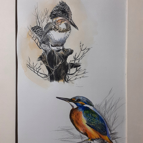 色鉛筆画 ヤマセミとカワセミ 絵画 makochin 通販 13908869｜Creema
