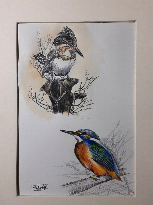 色鉛筆画 ヤマセミとカワセミ 絵画 makochin 通販 13908869｜Creema