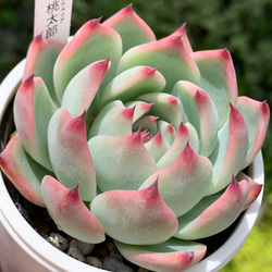 ☆桃太郎 多肉植物 自家栽培 国産 多肉植物 美✴︎taniku 通販