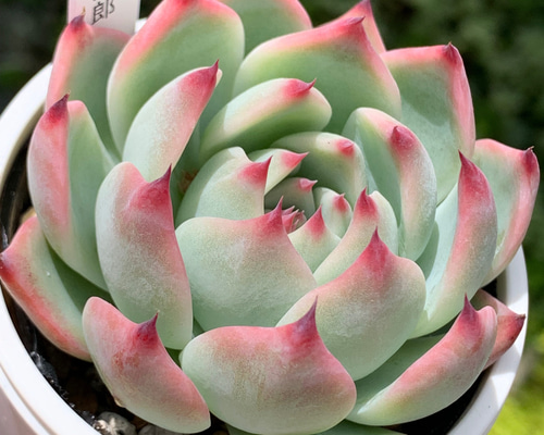 多肉植物 ミニ桃太郎♡ 抜き苗！ １号プラ鉢付き！ 2025年最新】多肉植物 桃太郎の人気アイテム - メルカリ