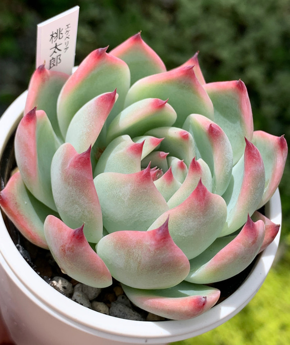 ☆桃太郎 多肉植物 自家栽培 国産 多肉植物 美✴︎taniku 通販