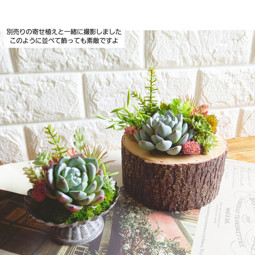 ☆送料無料☆多肉植物の切り株アレンジメント 多肉植物 七糸路