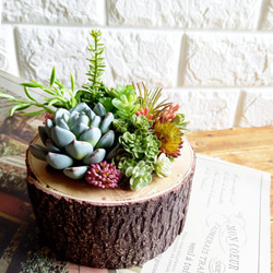 [非売品]ナチュラル多肉植物アレンジメント 壁掛け① d29aa49fb802754649c7ce88268c66