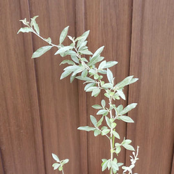 シルバーリーフが可愛い♪　ロシアンオリーブ　銀葉グミ　テラコッタ鉢植え　苗　 2枚目の画像