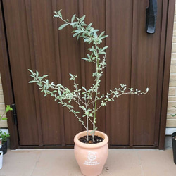 シルバーリーフが可愛い♪　ロシアンオリーブ　銀葉グミ　テラコッタ鉢植え　苗　 1枚目の画像