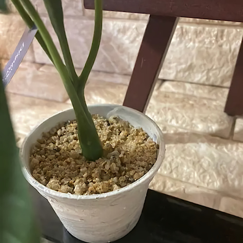 光触媒　人工観葉植物　ウォールグリーン　造花　インテリア　パキラとデヘン 71oF0ZV+uoL._UF894,1000_QL80_.jpg