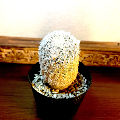 サボテン ベルグマニー❣️ピンクの花 花サボテン 多肉植物 苗