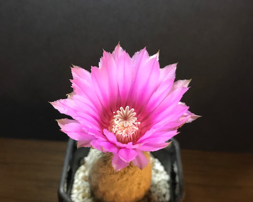 多肉植物 花サボテン ピンクサニー錦 (1株限定） （サボテン綴化