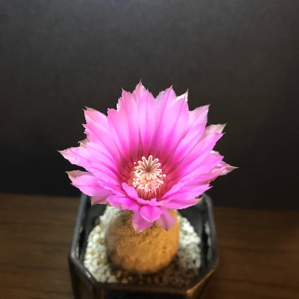 サボテン ベルグマニー❣️ピンクの花 花サボテン 多肉植物 苗 観葉植物 白毛 1枚目の画像