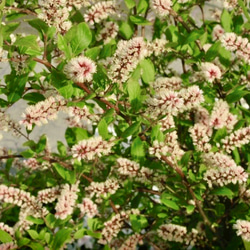 立派♡トキワマンサク♡七彩♡8寸鉢♡ アートフラワー nico flowers