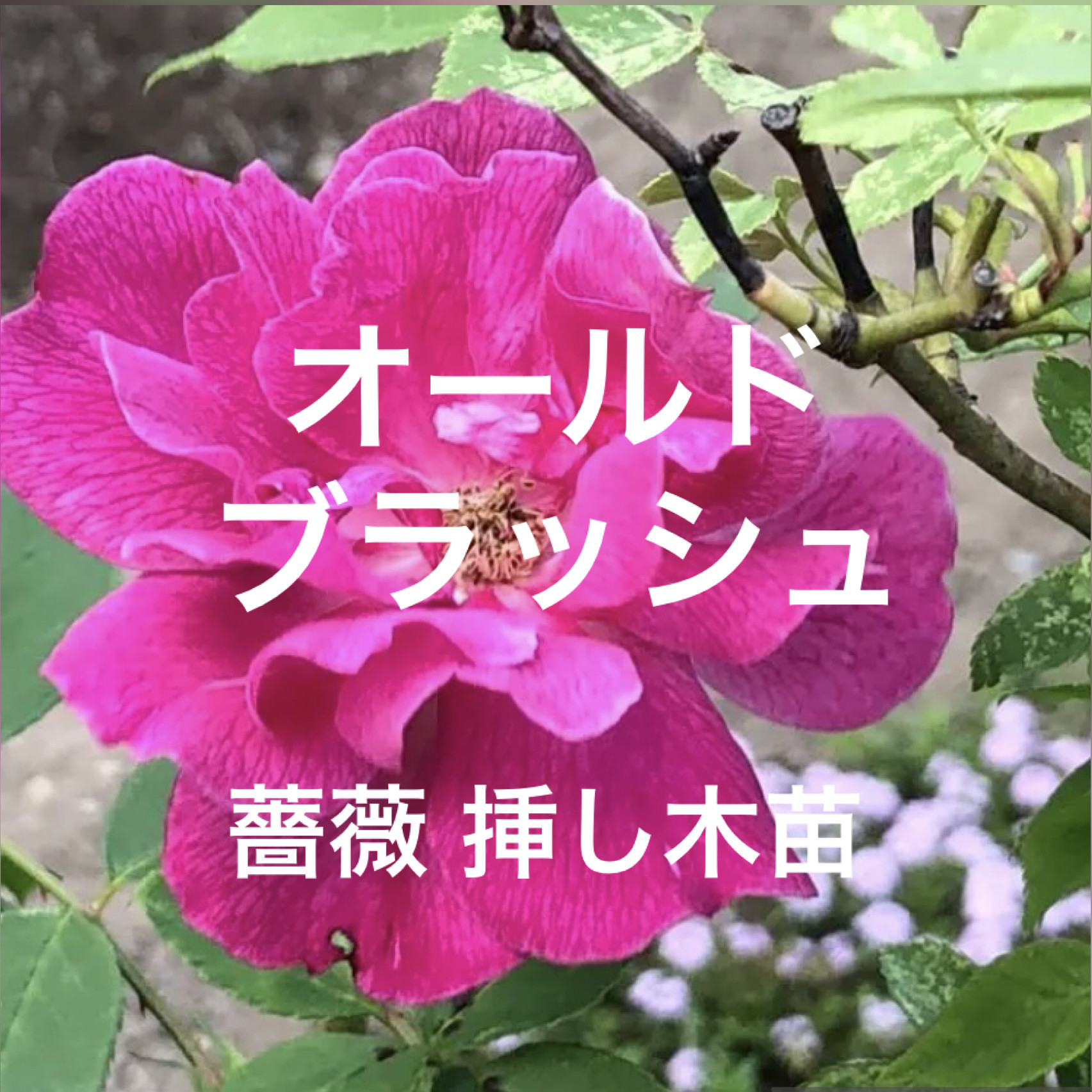 オールドブラッシュ 3年生苗 1株 ＊ ポット配送 四季咲き バラ
