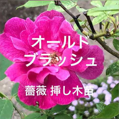 ブラッシュノアゼット オールドローズ 3年生苗 1株 ＊ ポット配送 四季咲き オールドブラッシュ 3年生苗 1株 ＊ ポット配送 四季咲き バラ 薔薇