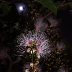夏の一夜花、サガリバナのラウンドフレームピアス/p1443 10枚目の画像