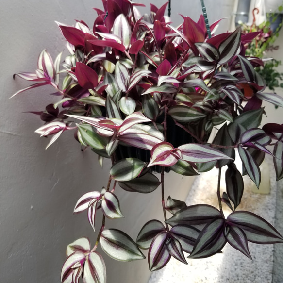 送料無料！超お買い得 きれいなパープル色! 大きなトラディスカンチア