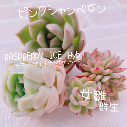 送料無料♡♡ 多肉植物 エケベリア 韓国苗 ラズベリーアイスHyb ピンク