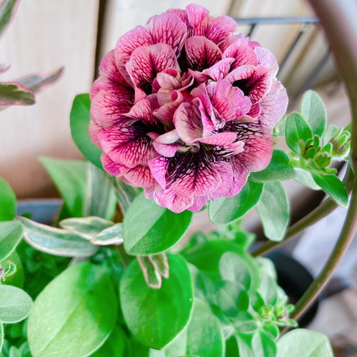 油絵　専用品　ペチュニアが咲く寄せ植え 油絵 専用品 ペチュニアが咲く寄せ植え