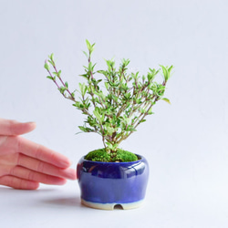 俊豪ミニ盆栽鉢 BONJIN - ミニ盆栽鉢 / 小品盆栽鉢 販売