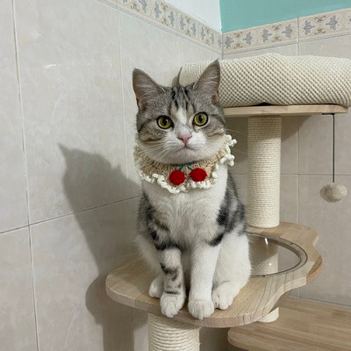 人気大割引 猫&犬&用襟型ペット首輪☆チェリー手編みニット付け襟風の首輪 首輪・ハーネス・迷子札