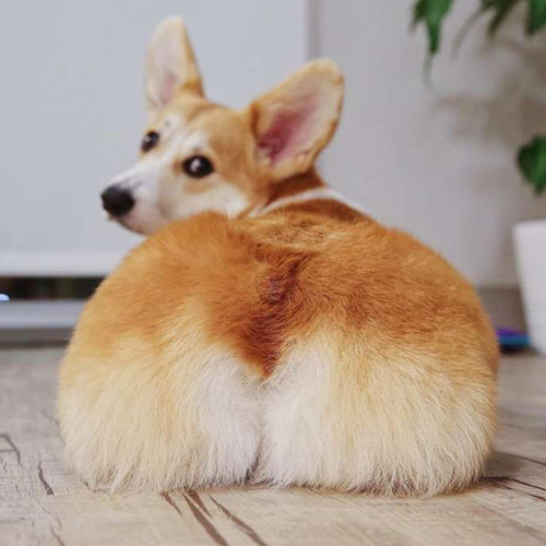 コーギーのおしりアクセサリー その他アクセサリー reyrey 通販