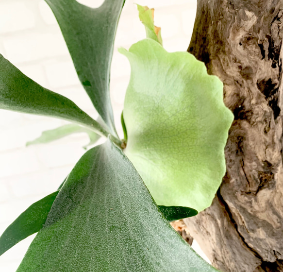 ビカクシダ　コウモリラン　流木付け　観葉植物　ハンギンググリーン  BGL130 12枚目の画像