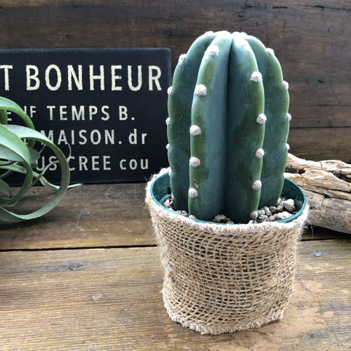 「植物の誕生」【フレームサイズ 27×22cm】 楽天市場】90000011（1点）ミニチュア アート 観葉植物（大・中