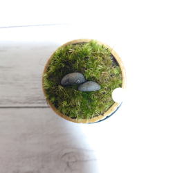 むっちゃんの苔庭　ぐい呑み鉢トクサ 3枚目の画像