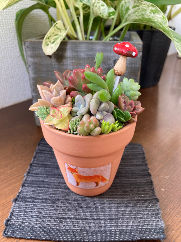多肉植物　リメイク鉢　寄せ植え　そのまま飾れる③ リメイク缶鉢の多肉植物寄せ植え そのまま飾れる クリスマス