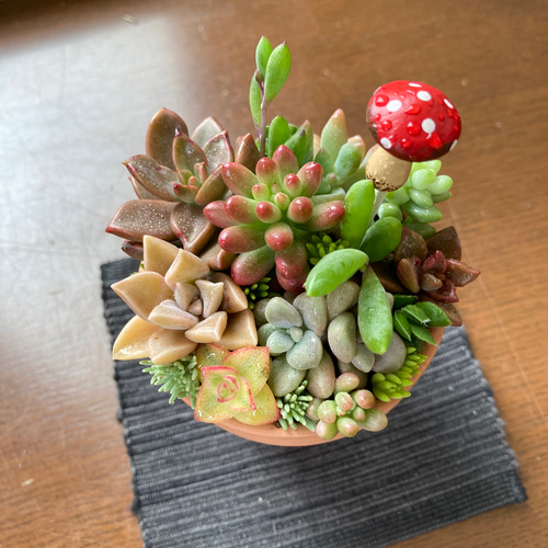リメイク缶鉢の多肉植物寄せ植え そのまま飾れる クリスマス