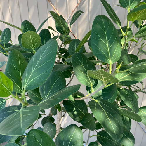 観葉植物 フィカス ベンガレンシス フィカス：ベンガレンシス 8号25-01 の通販 | 園芸ネット