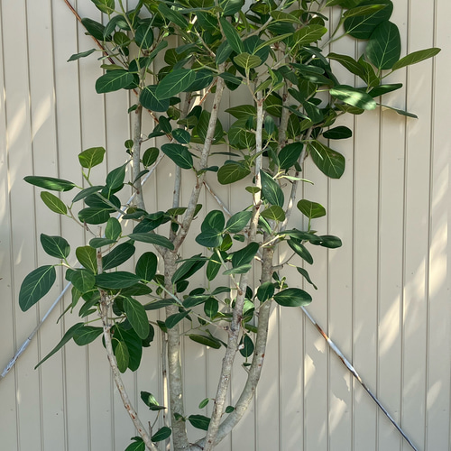 人気の観葉植物「フィカス ベンガレンシス」大株 アートフラワー