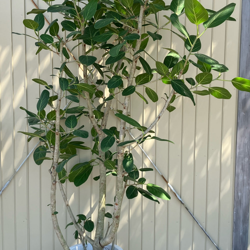 人気の観葉植物「フィカス ベンガレンシス」大株 アートフラワー bloom