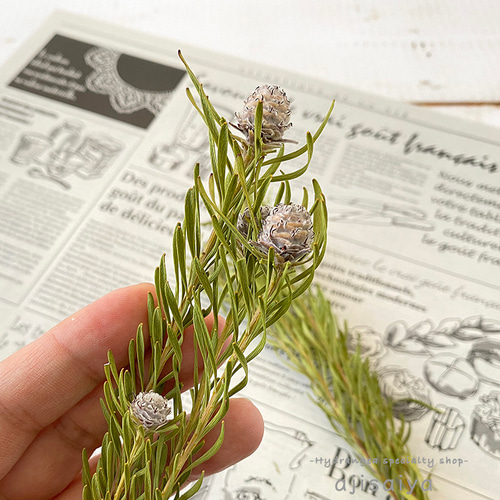 リューカデンドロン・ジェイドパール ＜ドライフラワー＞ その他素材