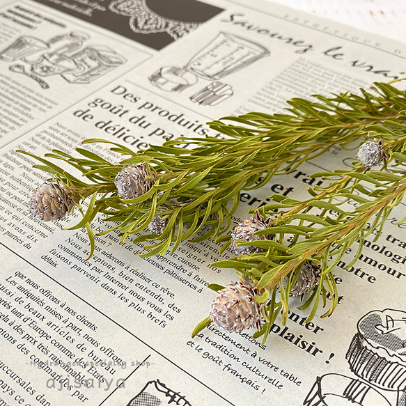 リューカデンドロン・ジェイドパール ＜ドライフラワー＞ その他素材