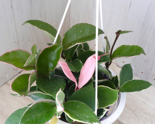ホヤ♡カルノーサ♡リップカラー♡サクララン♡観葉植物