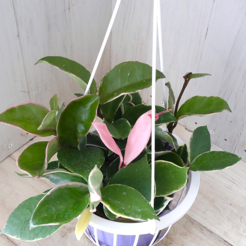 楽天市場】（観葉植物）ホヤ カルノーサ（サクララン） 吊り鉢