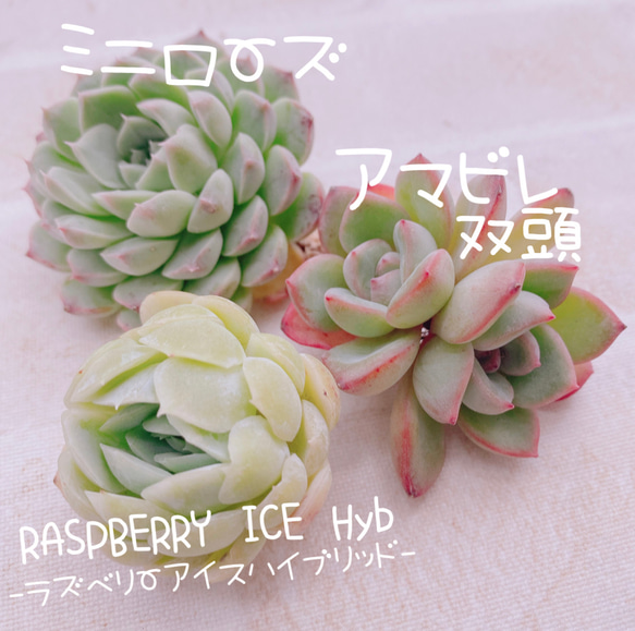 多肉植物　韓国苗　ラズベリーアイス 多肉植物韓国苗ラズベリーアイス